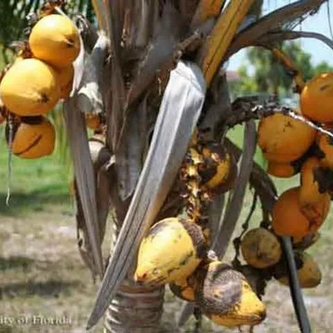 thumbnail for publication: A Coconut Mite, Aceria guerreronis Keifer (Arachnida: Acari: Eriophyidae)
